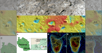 Model of Laetoli Site A using photogrammetry showing five hominin footprints (a); and corresponding contour map of the site at Laetoli, Tanzania, generated from a 3D surface scan (b); map showing Laetoli, which is located within the Ngorongoro Conservation Area in northern Tanzania, south of Olduvai Gorge (c); topographical maps of A2 footprint (d) and A3 footprint (e). CREDIT: Images (a) and (b) by Austin C. Hill and Catherine Miller. Image (c): Illustration using GoogleMaps by Ellison McNutt. Images (d) and (e) by Stephen Gaughan and James Adams.