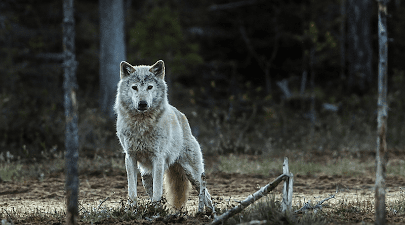 The Norwegian-Swedish wolf is probably gone forever. Today's population is descended from Finnish wolves that migrated to the border between the two countries after the original population was exterminated about 50 years ago. CREDIT: Per-Harald Olsen, NTNU