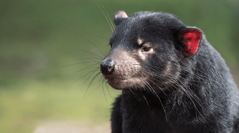 Tasmanian Devil Marsupial Animal Mammal Endangered