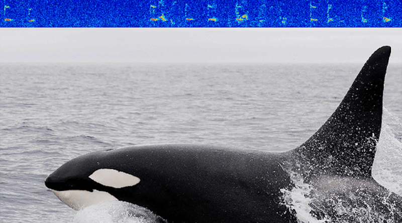 Killer whales are spending more time than previously recorded in the Arctic Ocean, despite risks of ice entrapment there. CREDIT: Brynn Kimber