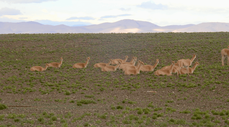 A family of vicuñas prepares to rest for the night in Argentina's San Guillermo National Park before the 2014 mange outbreak that wiped out the local population. CREDIT: Hebe del Valle Ferreyra