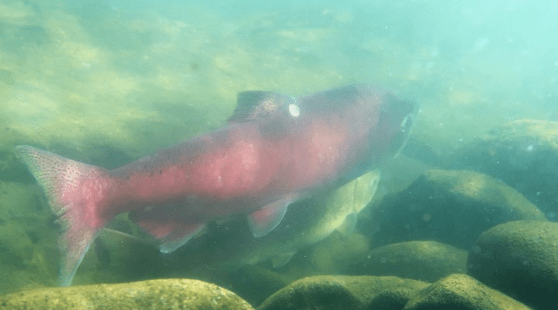 Adult Chinook salmon in the Nicola Watershed. CREDIT: Jonathan Moore