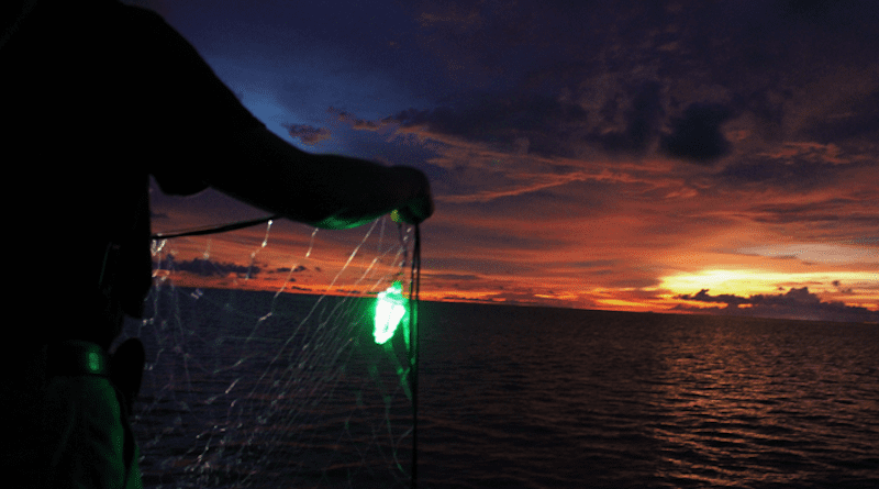 A new study finds that using lighted nets greatly reduced accidental bycatch of sharks, rays, sea turtles, and unwanted finfish CREDIT: NOAA Fisheries