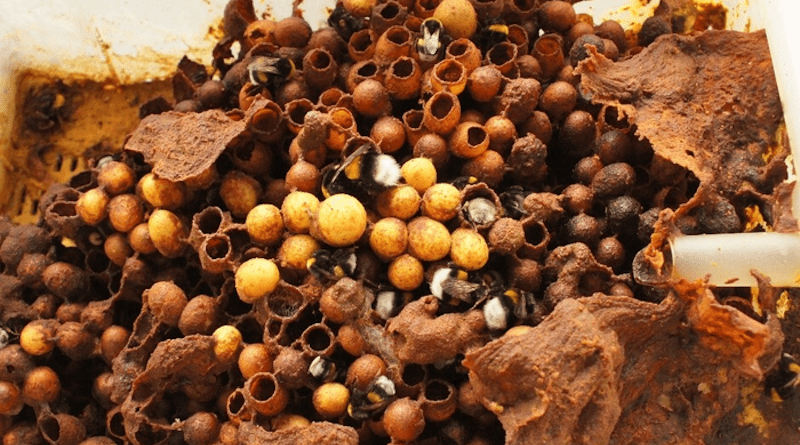 A large earth bumblebee (Bombus terrestris) colony, including brood cells and young queens that have already hatched. CREDIT: S Schweiger
