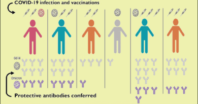 The number of exposures to the coronavirus spike protein, through infection or vaccination, influences the degree of antibody response. CREDIT: Veesler Lab