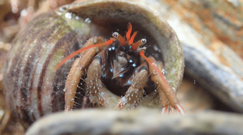 St Piran's hermit crab CREDIT: Christophe Patterson