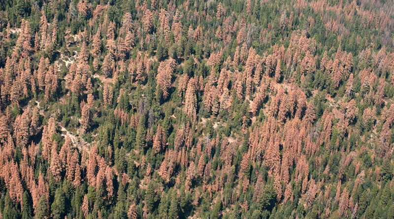 Forests in California's Sierra Nevada face multiple threats, from drought and bark beetles to severe wildfire and other climate-related impacts. CREDIT: Pacific Southwest Forest Service, USDA