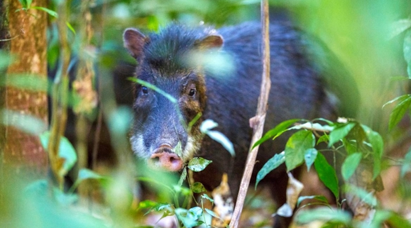 Large mammals help keep a balance between areas with different levels of productivity in biomes like the Atlantic Rainforest, and regulate the spatial structure of plant communities CREDIT: João Paulo Krajewski