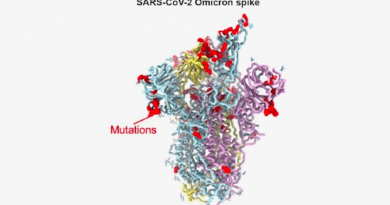 Model of the omicron variant spike protein shows the location of some of its 37 mutations (red spheres). CREDIT: David Veesler Lab