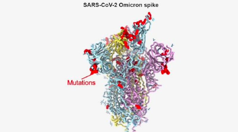 Model of the omicron variant spike protein shows the location of some of its 37 mutations (red spheres). CREDIT: David Veesler Lab