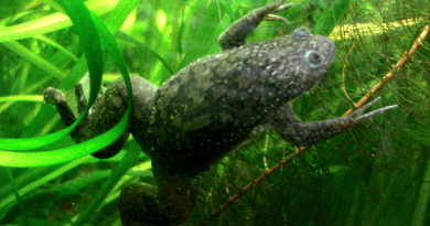 Normal African clawed frog CREDIT: Pouzin Olivier