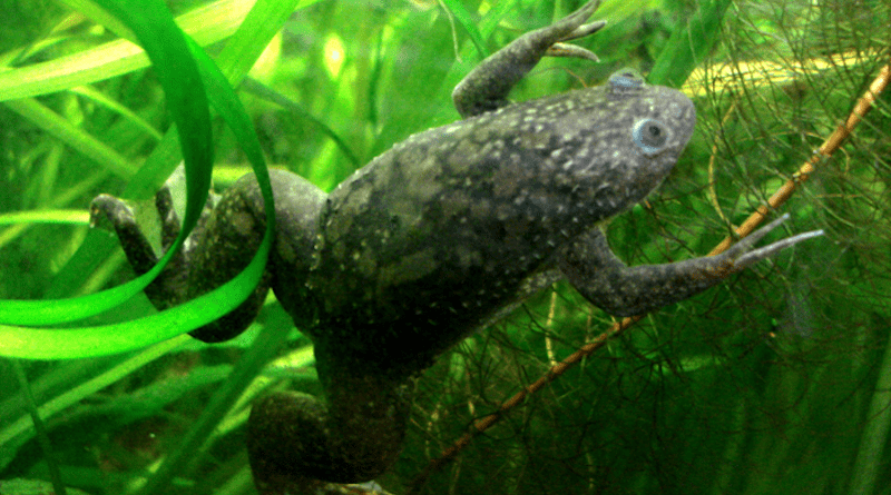 Normal African clawed frog CREDIT: Pouzin Olivier