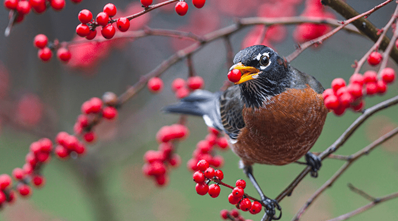 An American robin eats a winterberry. Small birds like robins typically disperse seeds over relatively short distances. CREDIT: Photo by Paul D. Vitucci