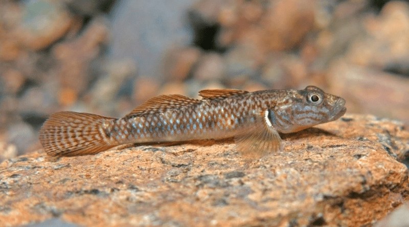 The new goby species, Rhinogobius estrellae, is small, typically around 3 to 4.5 cm in length. It has orange fins and sky-blue spots dotted along the body. This image first appeared in the press release, "Two new species of freshwater goby fish discovered in Palawan, Philippines". CREDIT: Ken Maeda, OIST