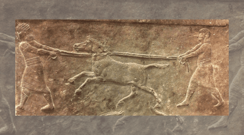 Nineveh panel “hunting wild asses” (645-635 BCE) (British Museum, London) showing hemiones being captured. CREDIT: © Eva-Maria Geigl / IJM / CNRS-Université de Paris
