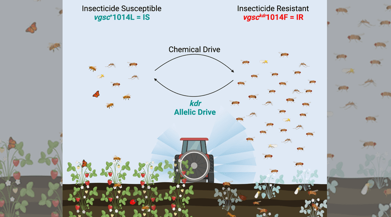 Reversing insecticide resistance with a new type of gene-drive system: Treatment of fields with insecticides leads to the emergence of insecticide-resistant insect pests and reduced diversity of beneficial insects. A new proof-of-principle study published in Nature Communications shows that gene drives engineered to bias inheritance called allelic-drives can be applied in the absence of pesticide treatment to restore insecticide susceptibility and balanced natural levels of insect populations. CREDIT: Bier Lab, UC San Diego