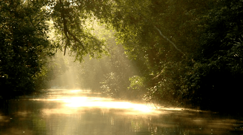 Sun filters through the trees to be reflected on water in the Sunderbans in Bangladesh. Photo Credit: bri vos, Wikipedia Commons