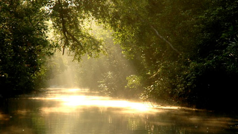 Sun filters through the trees to be reflected on water in the Sunderbans in Bangladesh. Photo Credit: bri vos, Wikipedia Commons