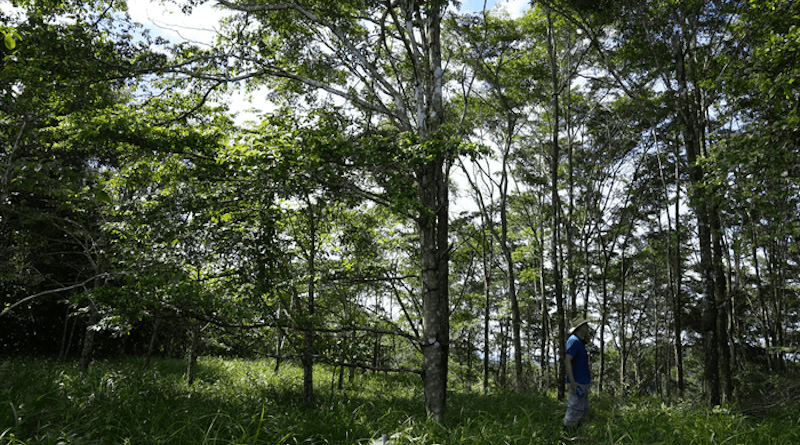 Ensuring that Panama meets its carbon sequestration goals in the future will require a combination of active reforestation and allowing passive natural processes of forest succession to take place. CREDIT: Ana Endara, Smithsonian Tropical Research Institute