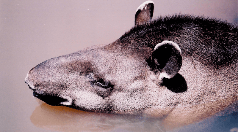 Lowland tapir CREDIT: Patricia Medici
