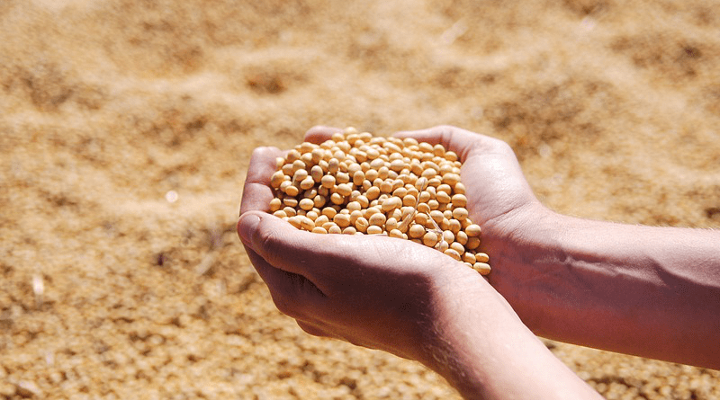 Soybean Hand Agro Harvest Seeds Leguminous