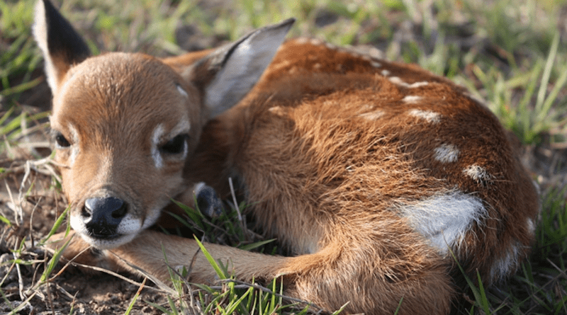 Ozotoceros bezoarticus - Methods such as interviews with people who live near conservation units may lead to mistakes, such as distinguishing between deer species on the basis of spots like those on this newborn Pampas deer CREDIT: Maurício Christofoletti/UNESP