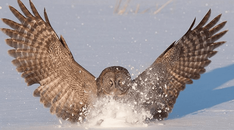 The shape of owl wings, which help the animals fly quietly, can inform airfoil designs. CREDIT: Wang and Liu
