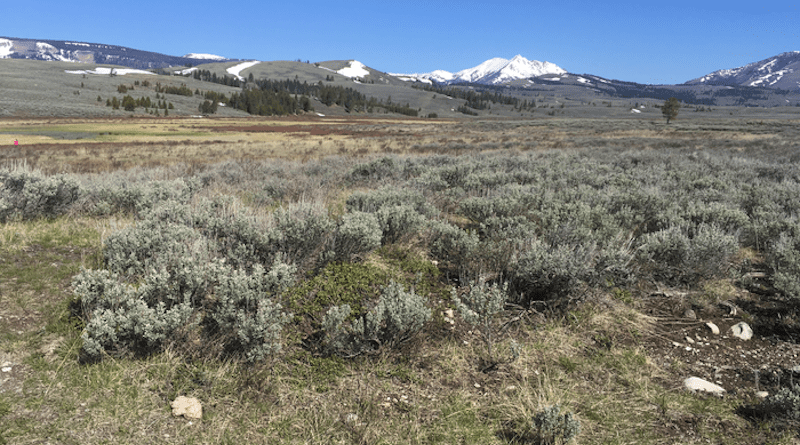 Evaluating the effects of indaziflam herbicide application on target and nontarget plant species in the mountain sagebrush steppe of Yellowstone National Park. CREDIT: Jordan Meyer-Morey