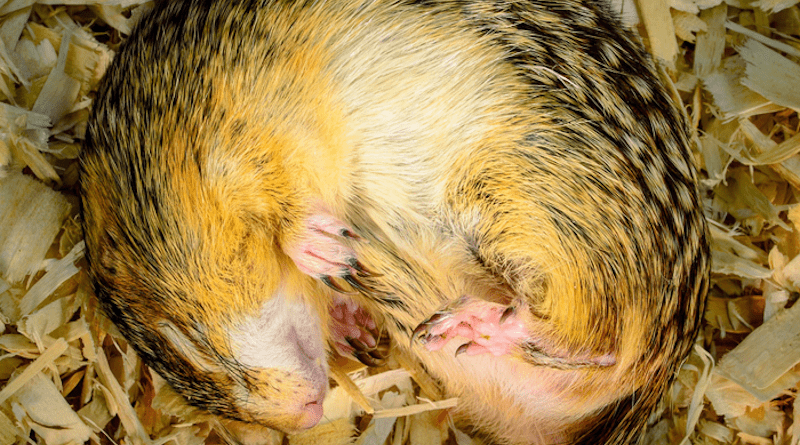 Thirteen-lined ground squirrels curled up for seasonal hibernation can slow their metabolic rates to as little as 1 percent of their waking activity. CREDIT: Photo courtesy Rob Streiffer