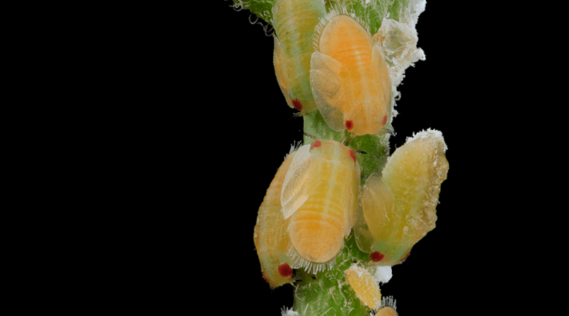 Young Asian citrus psyllids, which transmit the bacteria that causes Huanglongbing. CREDIT: Sam Droege/USGS