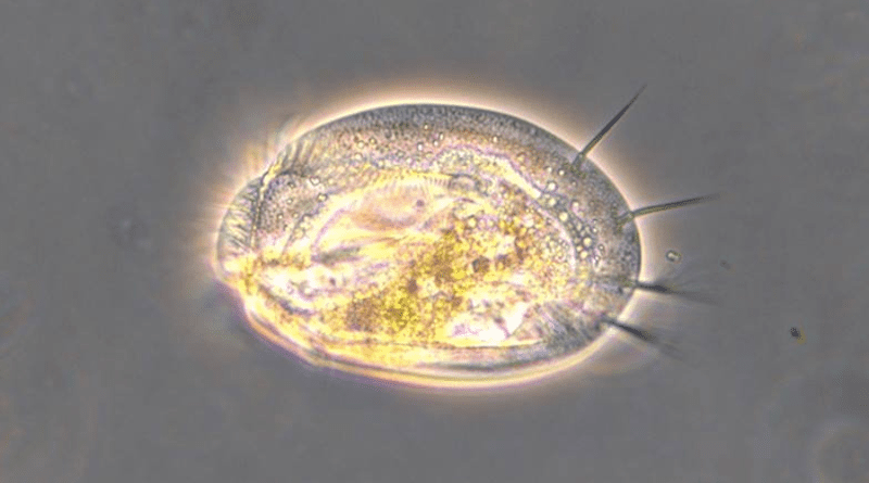 Single-celled protists like this Euplotes sp. are found in freshwater habitats worldwide and contribute to climate change by releasing carbon dioxide through respiration, a process that is changing with a warming climate. CREDIT: Image courtesy of Daniel J. Wieczynski