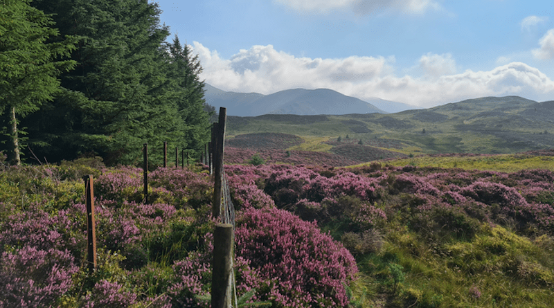 Landscape view of Whinlatter, Cumbria. CREDIT: Beth Cole/University of Leicester