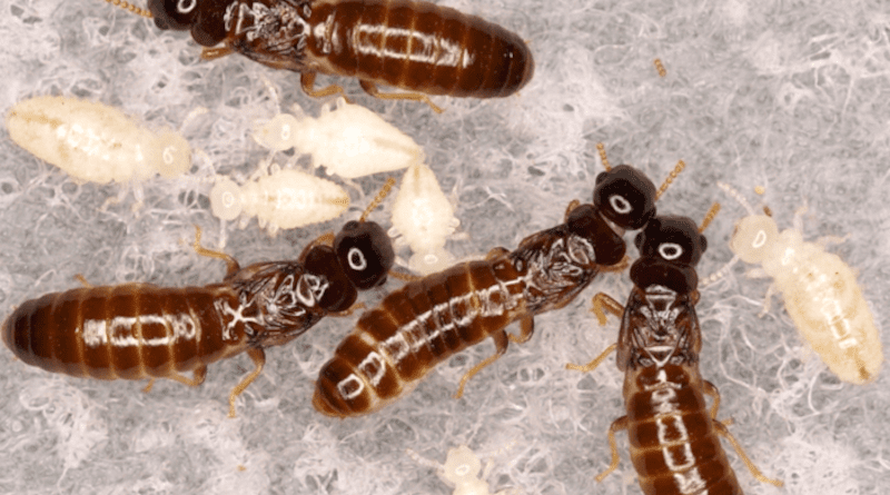An all-female drywood termite colony CREDIT: Tomonari Nozaki