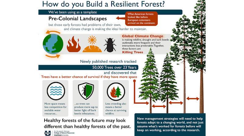 A new analysis found that in crowded forests, trees were less tolerant of fire damage, and were more susceptible to post-fire bark beetle attack. In more open forests, though, trees could tolerate higher levels of fire damage, even when fire burned during extreme drought. CREDIT: Infographic by Lael Gilbert, Utah State University