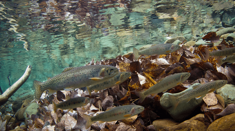 Westslope cutthroat trout and a bull trout swim in the Flathead River system of Montana. CREDIT: Courtesy of Jonny Armstrong, USGS