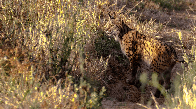 Spain Huelva Doñana Iberian Lynx Feline Wilderness