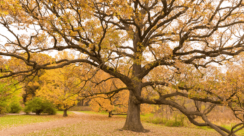 Old Burr Oak at The Morton Arboretum CREDIT: The Morton Arboretum