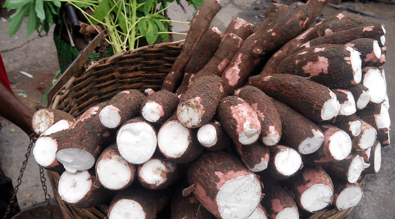 Cassava, a drought-resistant edible plant grown by the ancient Maya. CREDIT: Thamizhpparithi Maari