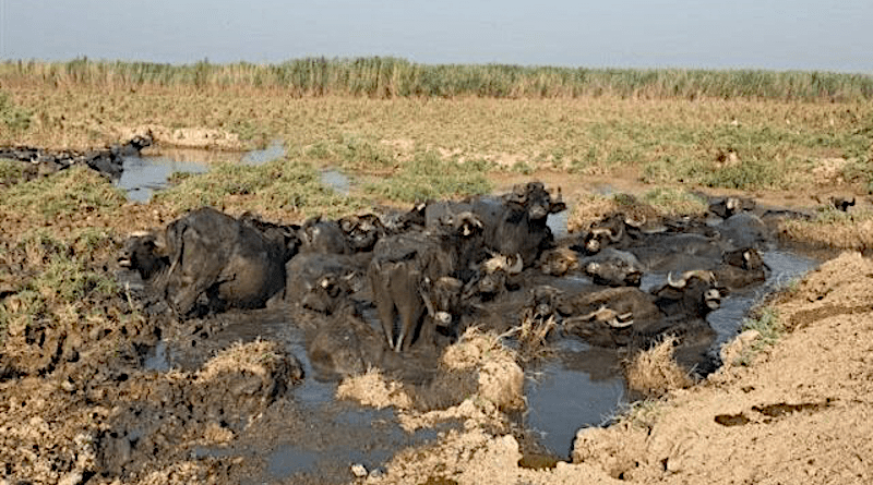 Wetlands in Khuzestan, Iran. Photo Credit: Iran News Wire