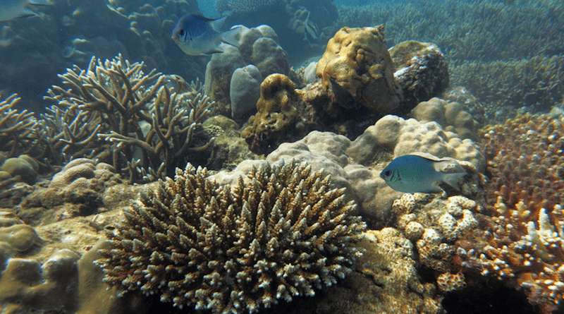 A recovering coral reef, Seychelles CREDIT: Professor Nick Graham