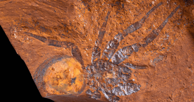Spider fossil found in new fossil site. CREDIT: Michael Frese