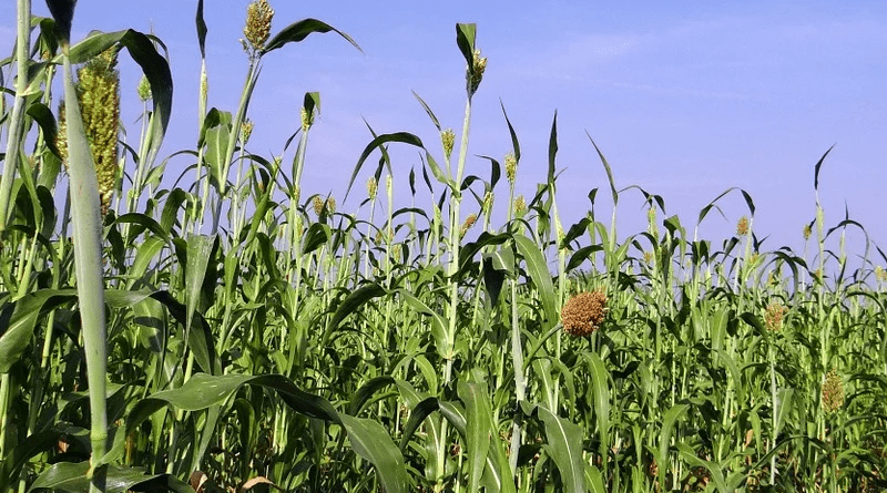Sorghum Crop Spikes Cereals Jowar India