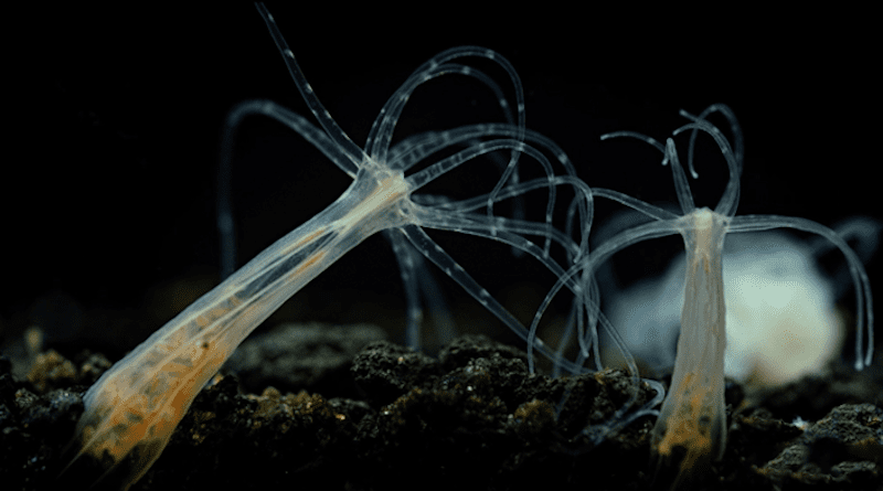 Native to the U.S. East Coast, Nematostella vectensis is an important research organism for fundamental studies in developmental, regenerative, and evolutionary biology. This is the first study to look at the impact of marsh pollutants on Nematostella’s growth, development, and microbiome. CREDIT: Marine Biological Laboratory/BioQuest Studios