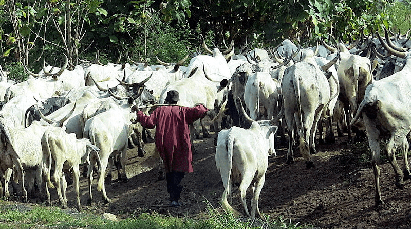 A Fulani herdsman with cattle. Photo Credit: Brendertogo, Wikipedia Commons