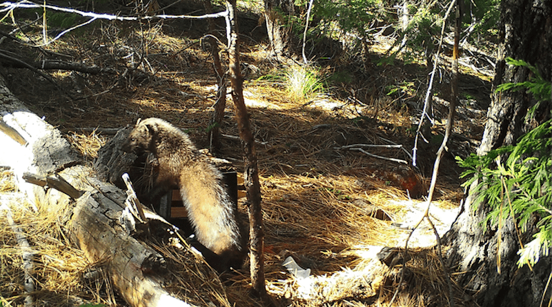 Fisher, midsize carnivore of N. American forests. CREDIT: Oregon Department of Fish and Wildlife