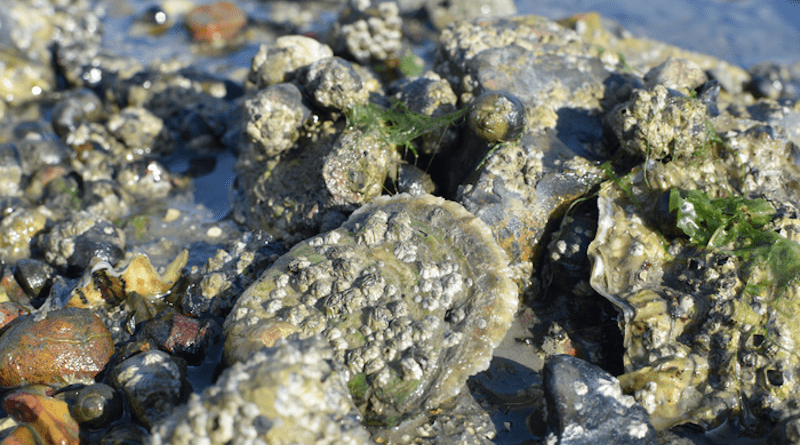 Native oysters at Chichester Harbour CREDIT: Dr Luke Helmer