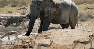 Watering Hole Africa Elephant Gazelle Animals Wild Life Zebra