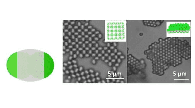 Schematic of a particle with distinct regions (left). The bright-field fluorescent images (center and left) and schematics (inserts) show selective crystallization via pole-to-pole or center-to-center interactions. Scale bars are 5 microns. CREDIT: Image courtesy of David Pine, New York University