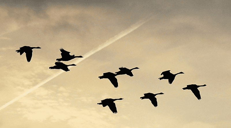 Heaven Clouds Geese Flying Geese Covered Sky