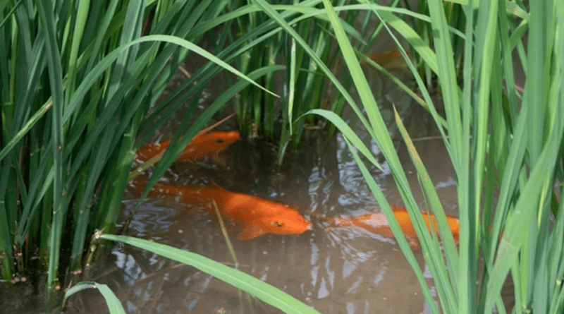 A local carp living with rice plants in a co-culture experiment; it removes weeds and pests as well as promotes nitrogen recycling and the plants taking up nutrients CREDIT: Lufeng Zhao (CC BY 4.0)